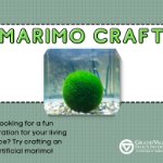 Marimo moss plant in a clear tank on August 23, 2021